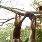 Foto 45 Island of Lemurs: Madagascar
