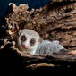 Foto 39 Island of Lemurs: Madagascar