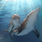 Foto 70 Dolphin Tale 2
