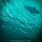 Poster 4 The Shallows