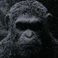 Foto 30 War for the Planet of the Apes