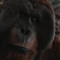 Foto 7 War for the Planet of the Apes