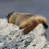 Marmotan